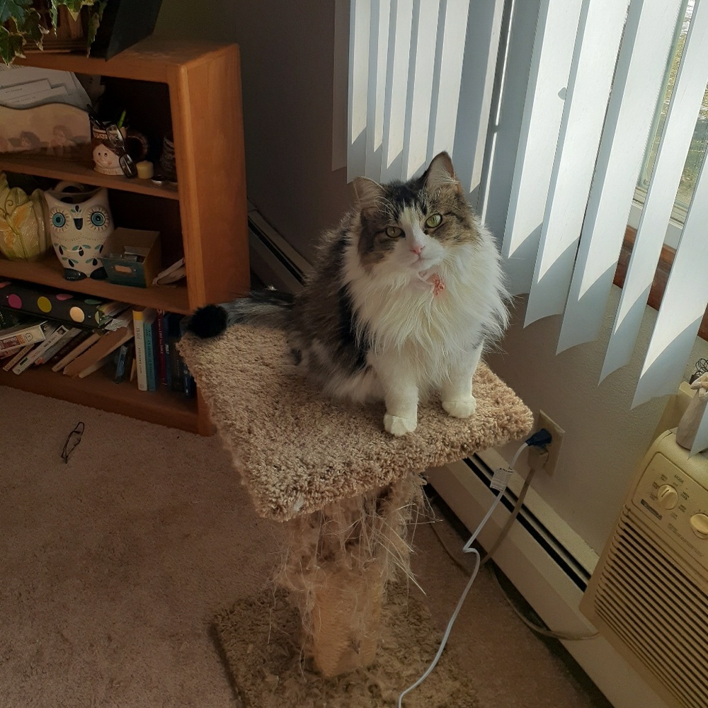 Meet your Posher, Deana